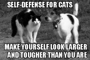 SD CATS 1