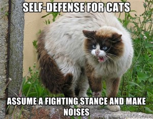 SD Cats 2
