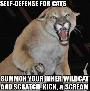 SD CATS 3