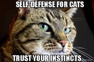 SD CATS 4